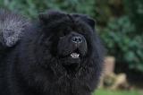 CHOW CHOW 787